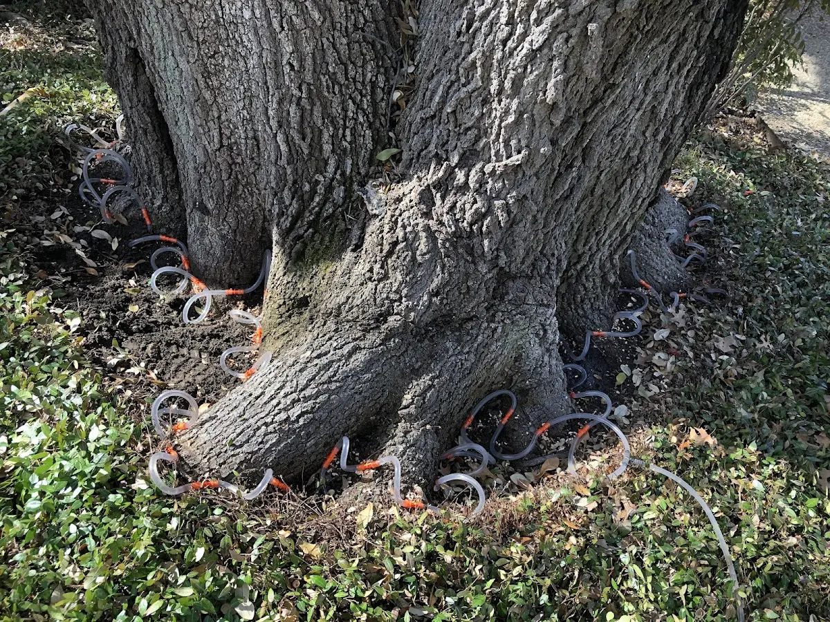 Detailed Tree Cabling and Bracing job site in Granite City