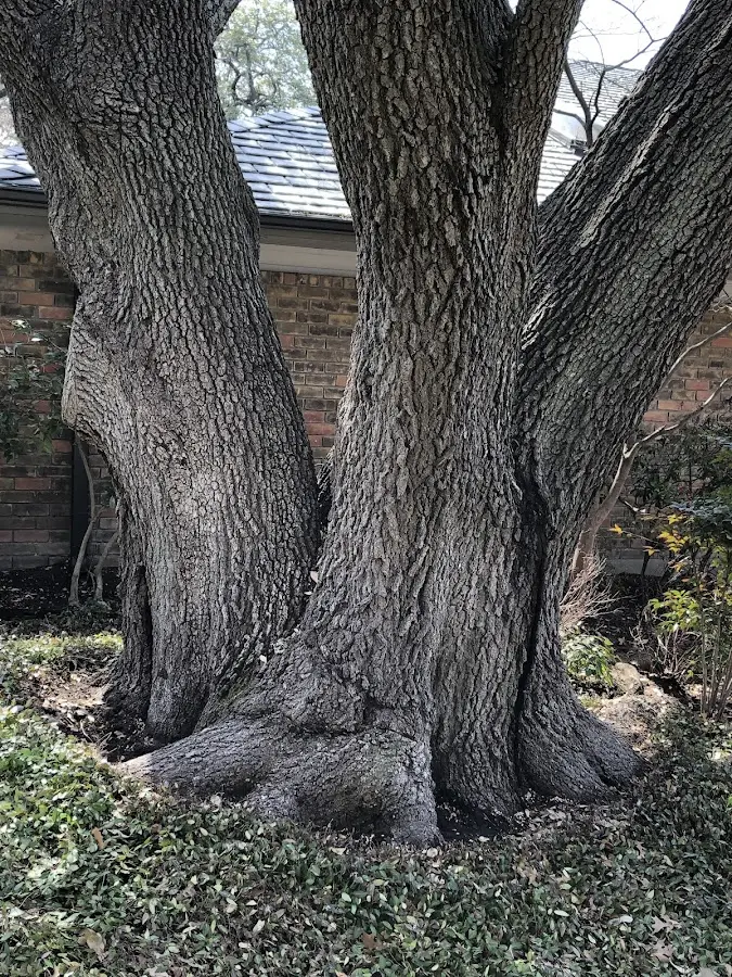 Mature heritage tree close to a Granite City property cared for by certified arborists